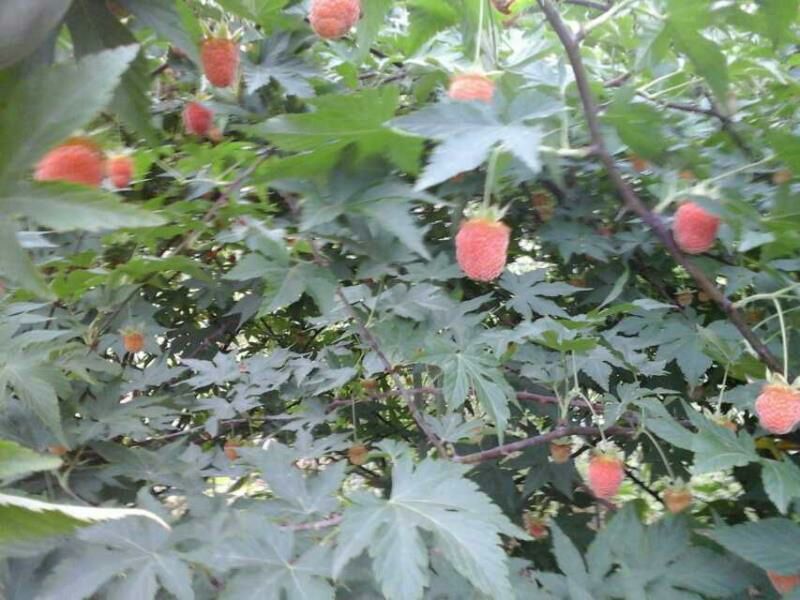 树莓苗野生高产红树莓苗