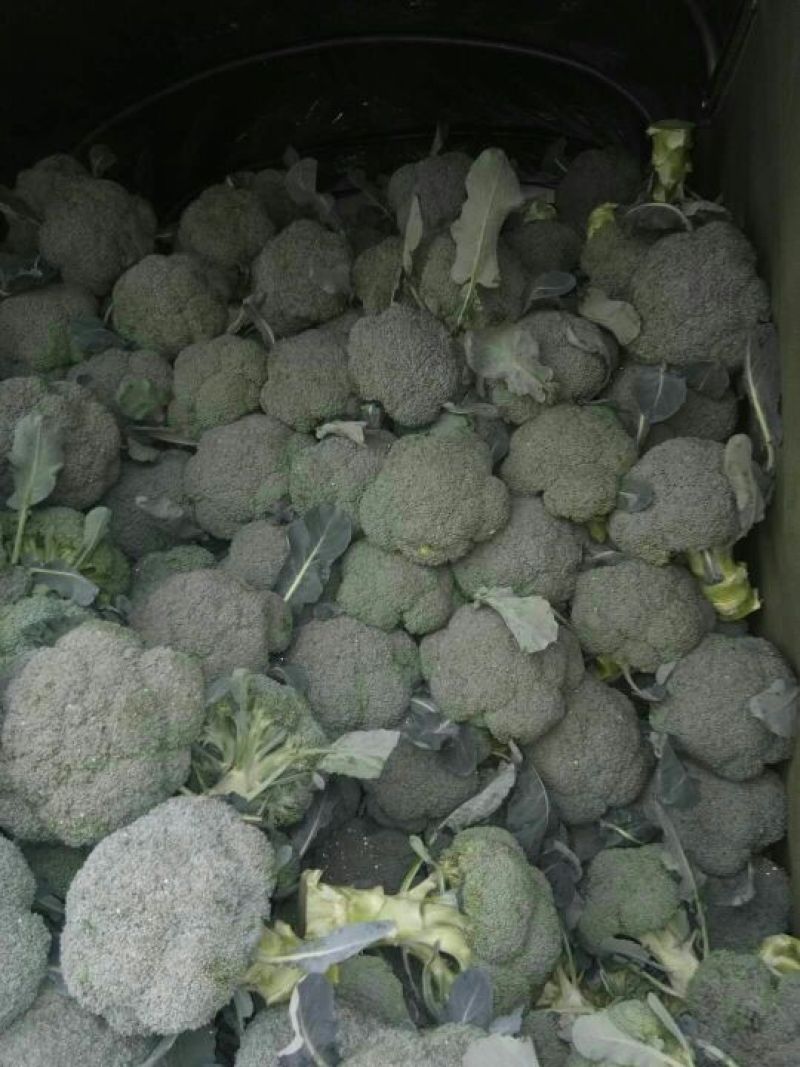 西兰花云南精品货质好，货量大诚信为本信誉至上