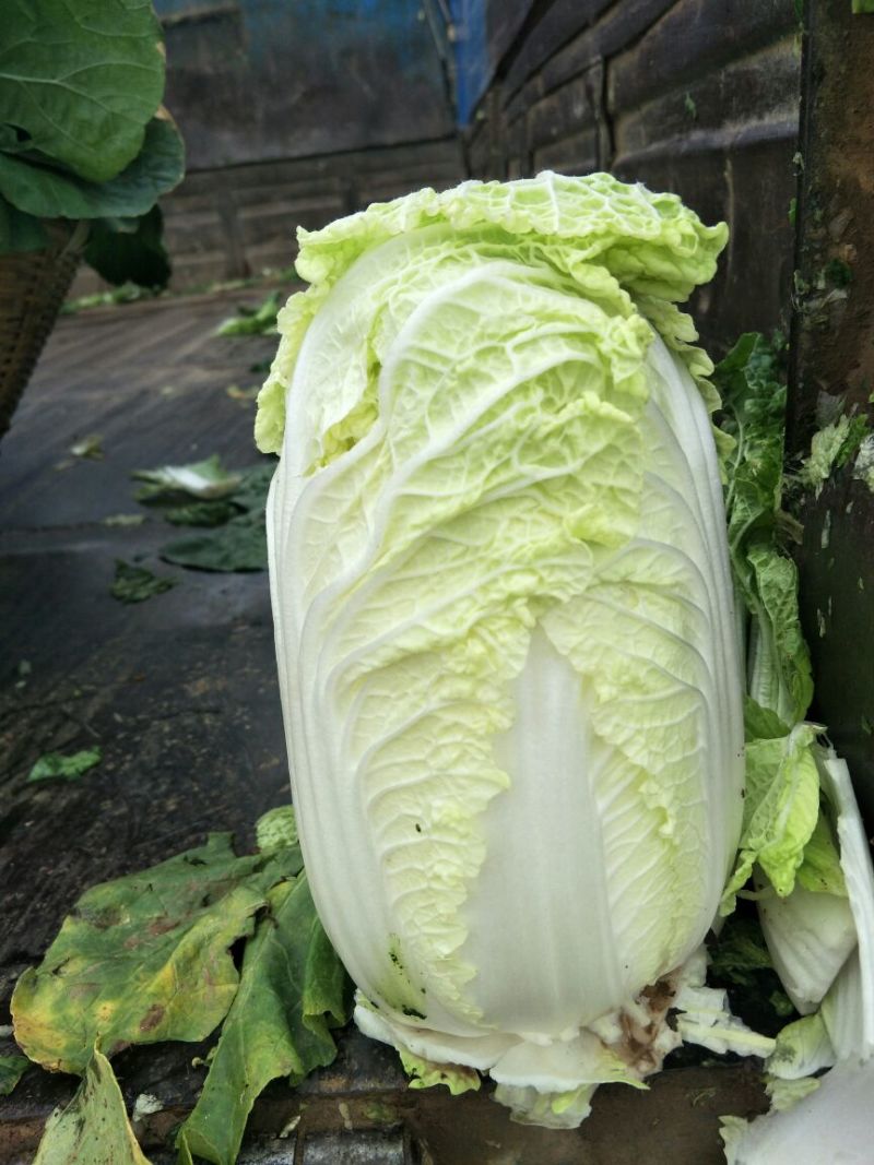 娃娃菜10两以上以上