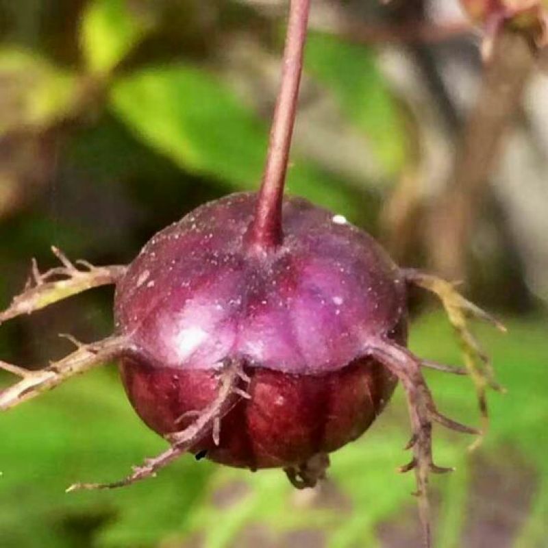 蜘蛛果苗高产质优