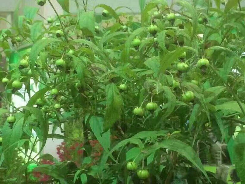 蜘蛛果苗高产质优