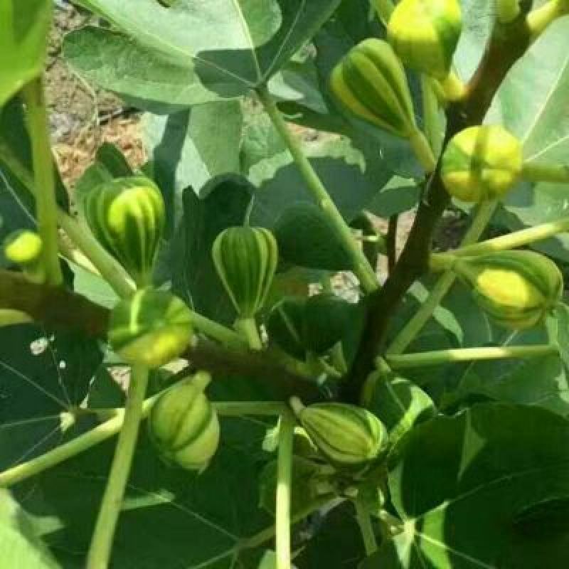 无花果苗精品热销无花果苗
