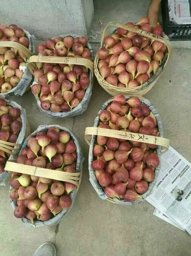 无花果苗精品热销无花果苗