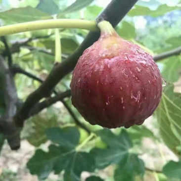 无花果苗精品热销无花果苗