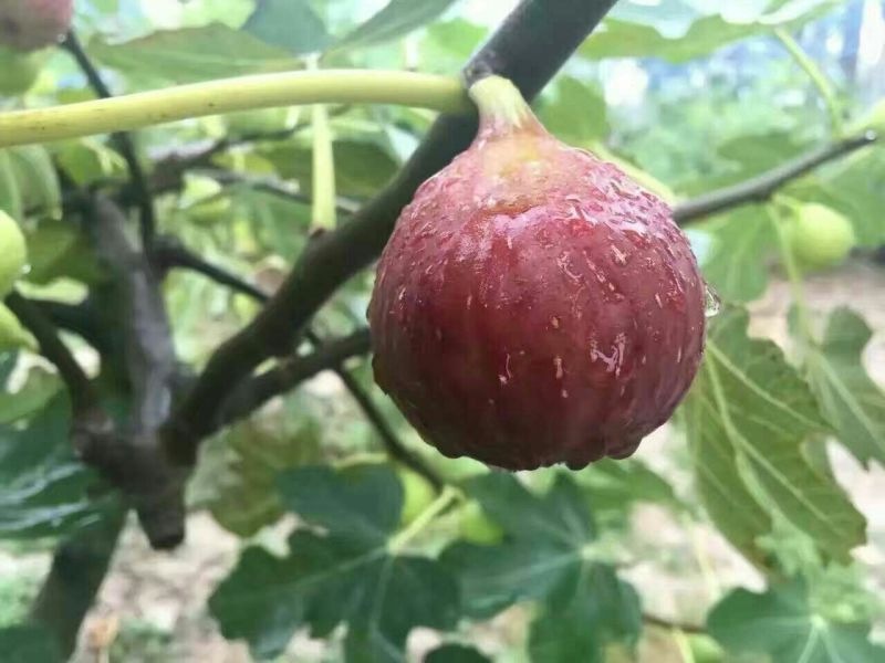 无花果苗精品热销无花果苗