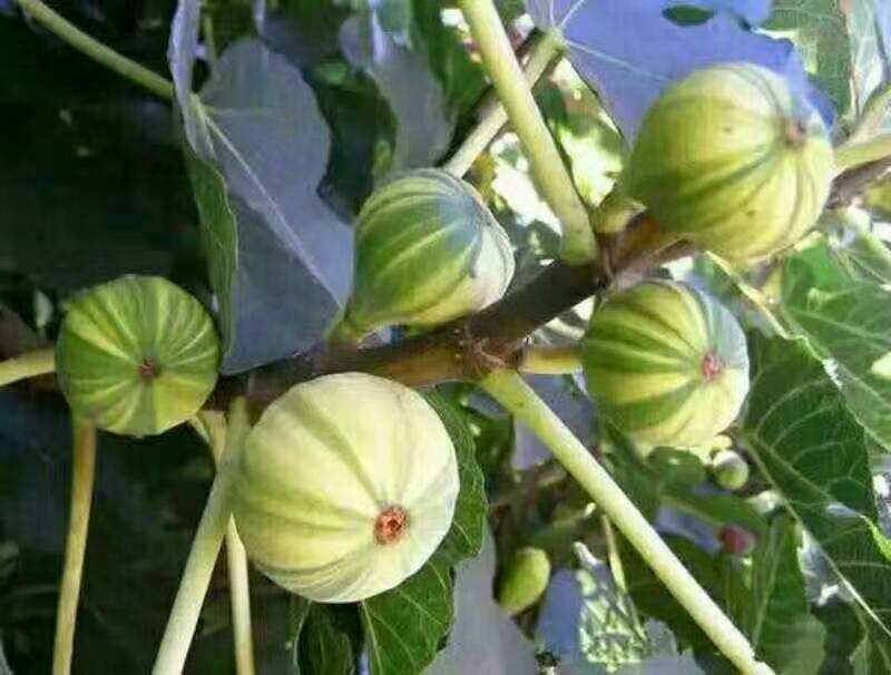无花果苗精品热销无花果苗