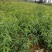 芒果桃苗80cm以上