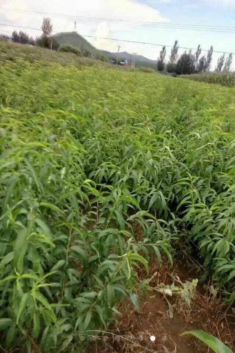 芒果桃苗80cm以上