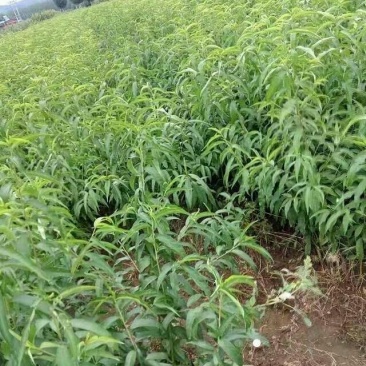 芒果桃苗80cm以上