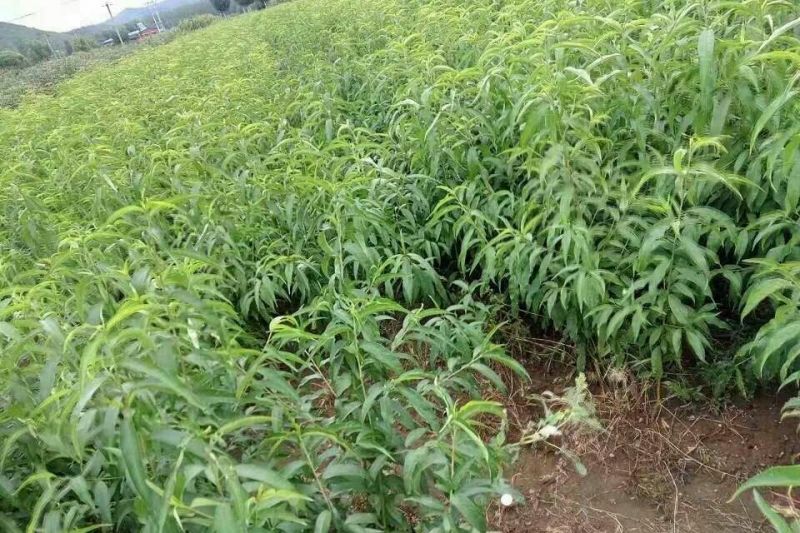 芒果桃苗80cm以上