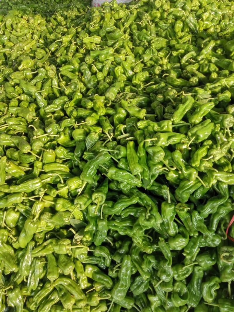 苏椒，301，芜湖椒，线椒，螺丝椒等，大棚鲜货，纯青嫩亮