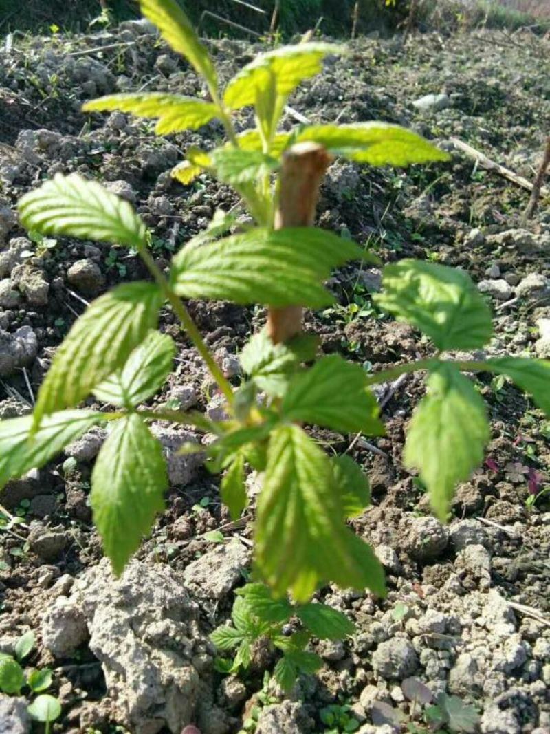 树莓苗10cm以下2年苗当年结果红树莓苗