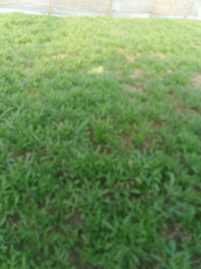 芦篙