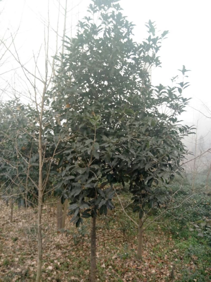 黄金桂花树1~2米6~8cm2.5~3米