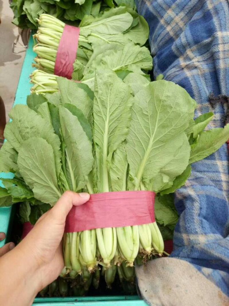 河北永年小白菜大量供应中可供超市和批发市场