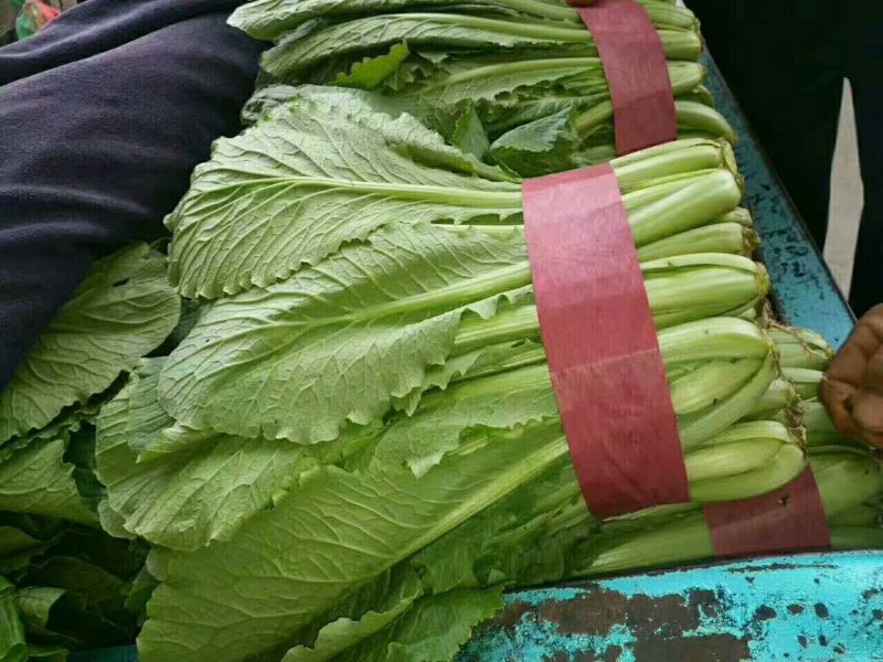 河北永年小白菜大量供应中可供超市和批发市场