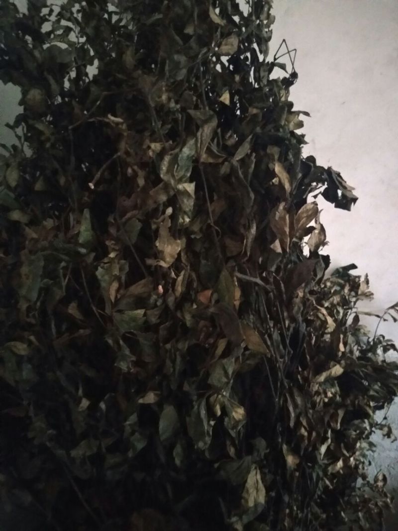 草珊瑚