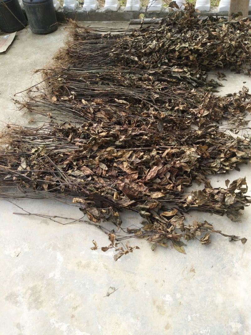 草珊瑚