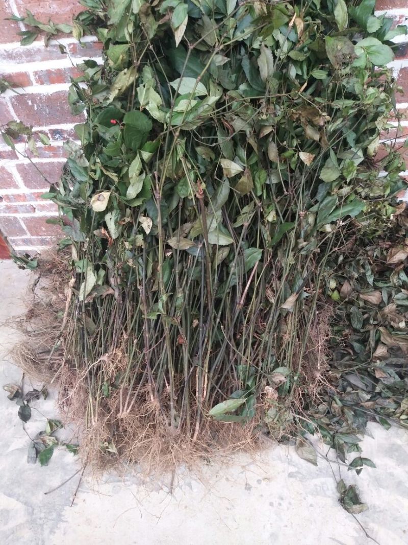 草珊瑚