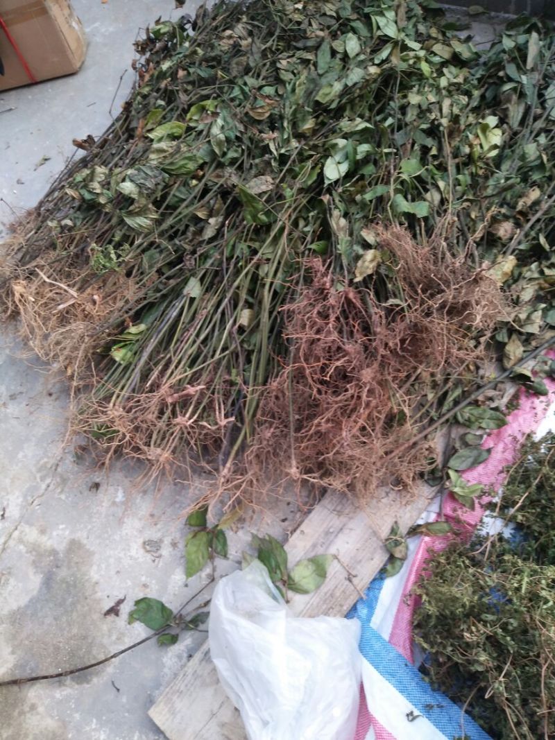 草珊瑚