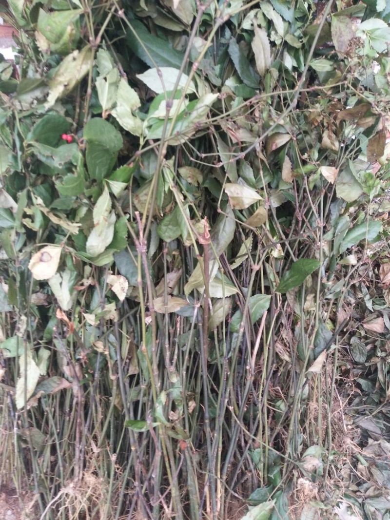 草珊瑚