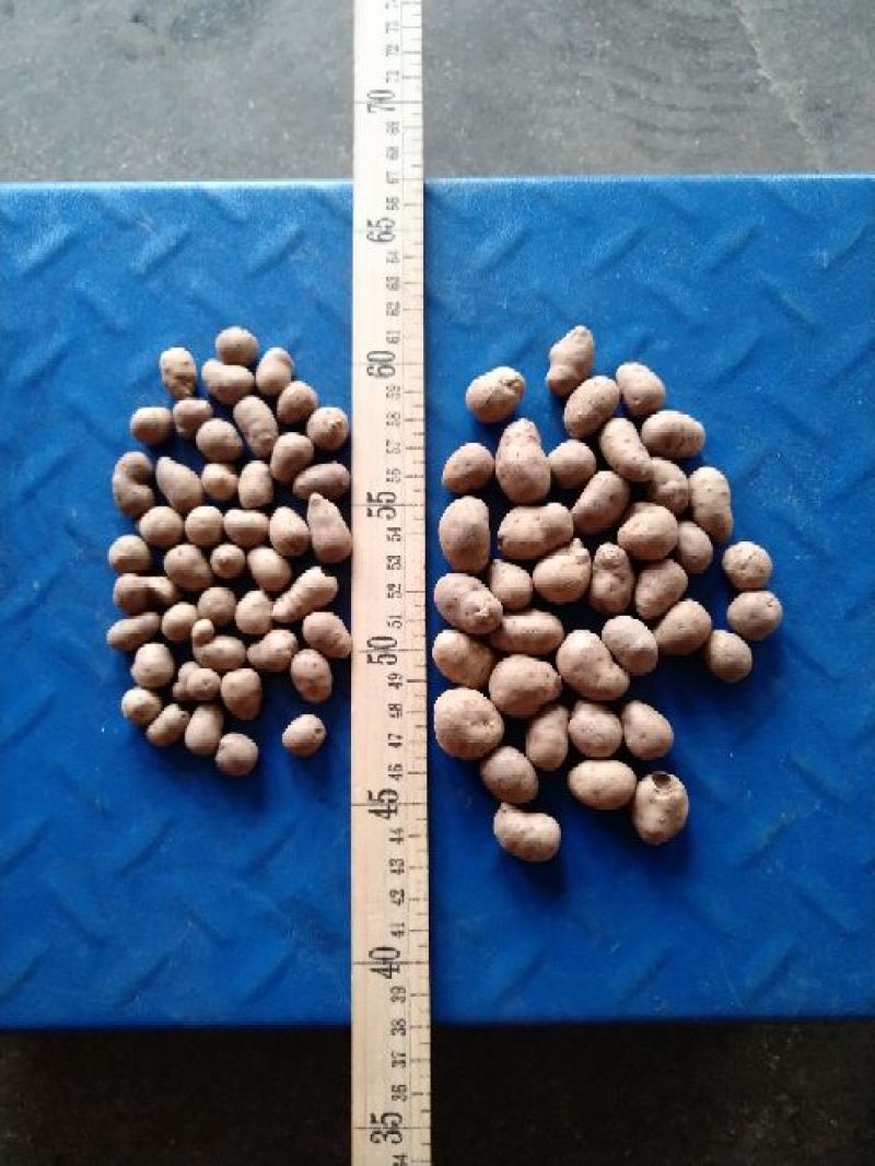 山药豆手拣5cm以下