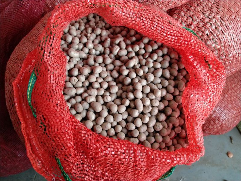 山药豆手拣5cm以下