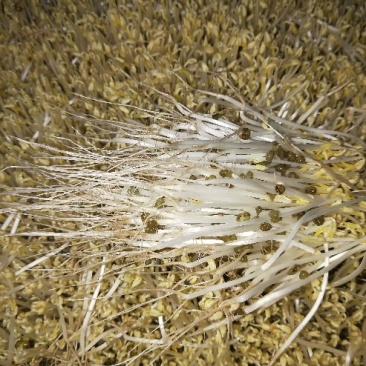 绿豆芽散装5~10cm