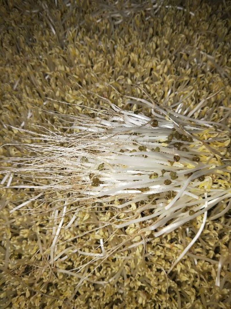 绿豆芽散装5~10cm