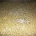 绿豆芽散装5~10cm
