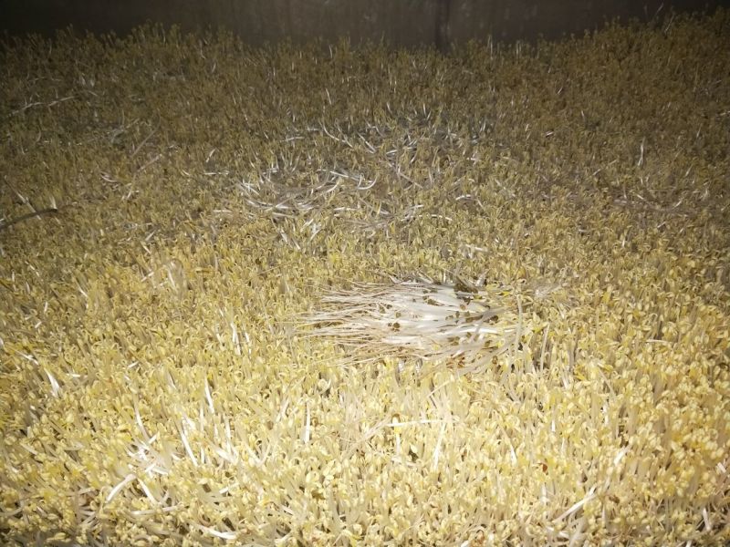 绿豆芽散装5~10cm