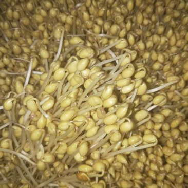 黄豆芽散装5~10cm