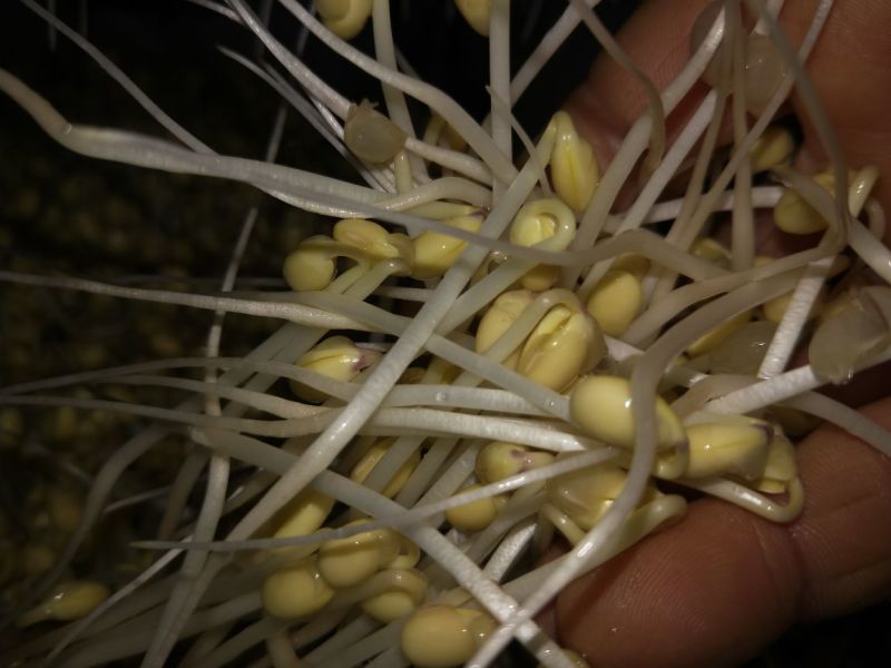 黄豆芽散装5~10cm