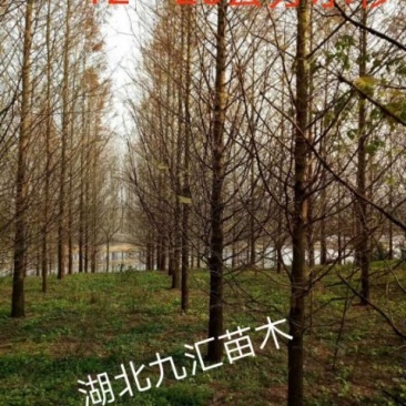 水杉16~18cm12~14cm4米以上
