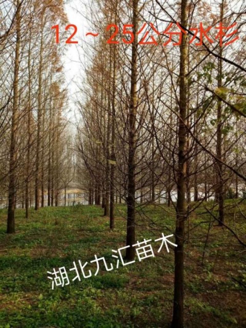 水杉16~18cm12~14cm4米以上