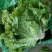 河北永年精品散叶生菜大量供应中，可供大型批发市场和超市