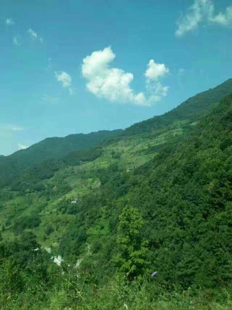 土蜂蜜1斤