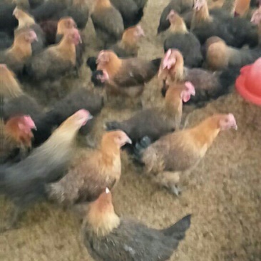 鸡4~5斤散养土鸡