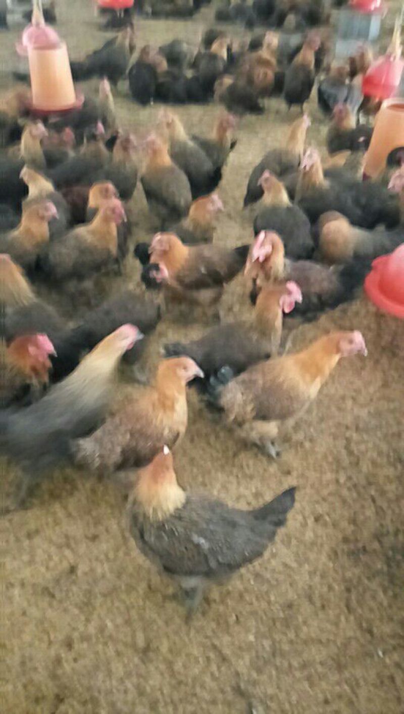 鸡4~5斤散养土鸡