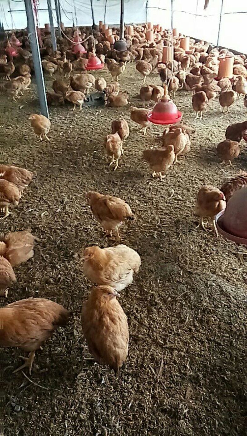 鸡4~5斤散养土鸡