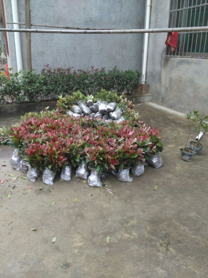 3O一50公分红叶石楠苗石楠小苗火焰红罗宾包邮，基地直销