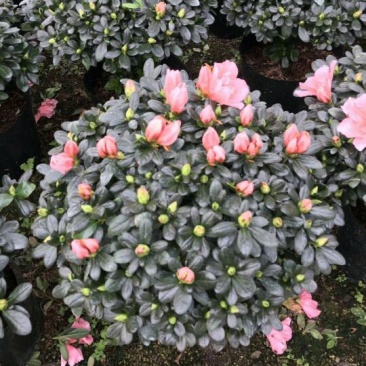 西洋杜鹃4~6cm0.5~1米