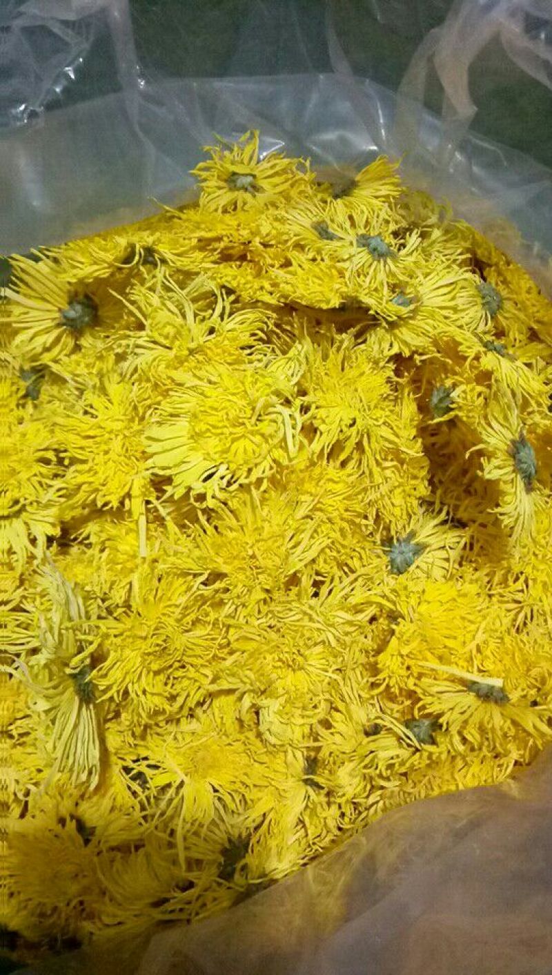 金丝皇菊茶特级
