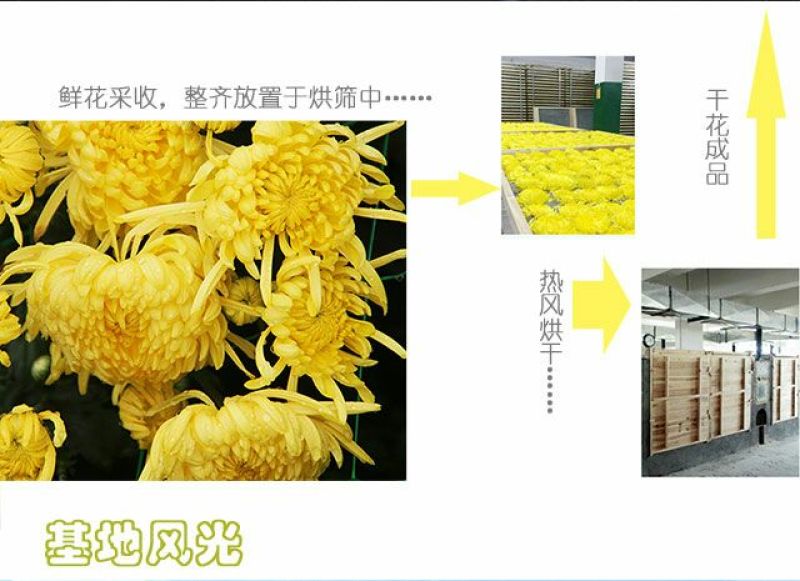 金丝皇菊茶特级