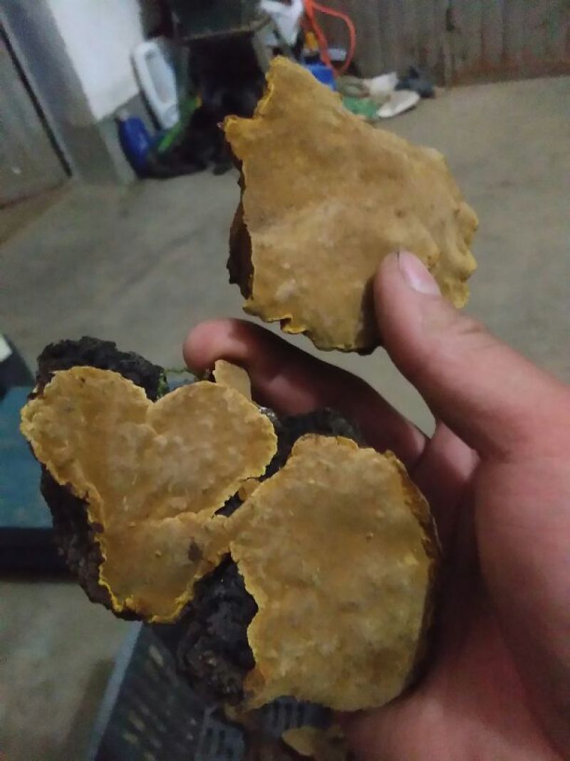 桑黄桑黄菌——野生桑树桑黄