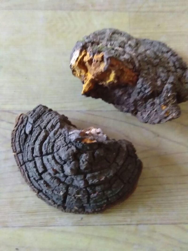 桑黄桑黄菌——野生桑树桑黄