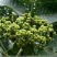 吴茱萸苗50~80cm