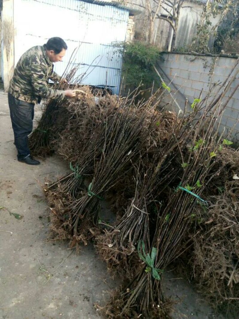 吴茱萸苗50~80cm