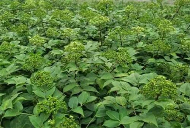 吴茱萸苗50~80cm