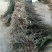 吴茱萸苗50~80cm